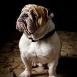 Le-restaurant_carousel_Chien